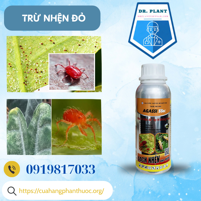 AGASSI 55EC AGASSI 55EC