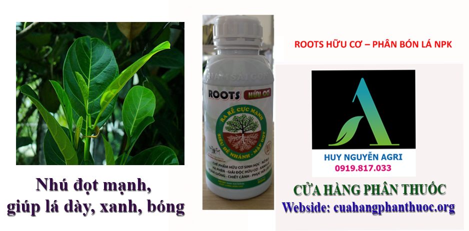 ROOTS HỮU CƠ 