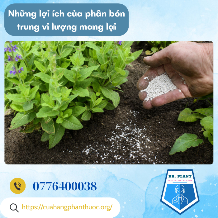 CAM BI NHẬT CAM BI NHẬT