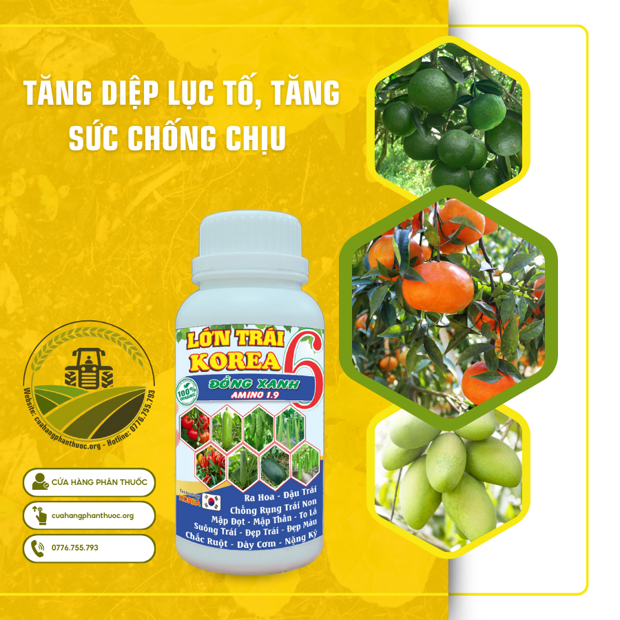 TĂNG DIỆP LỤC TỐ (1)