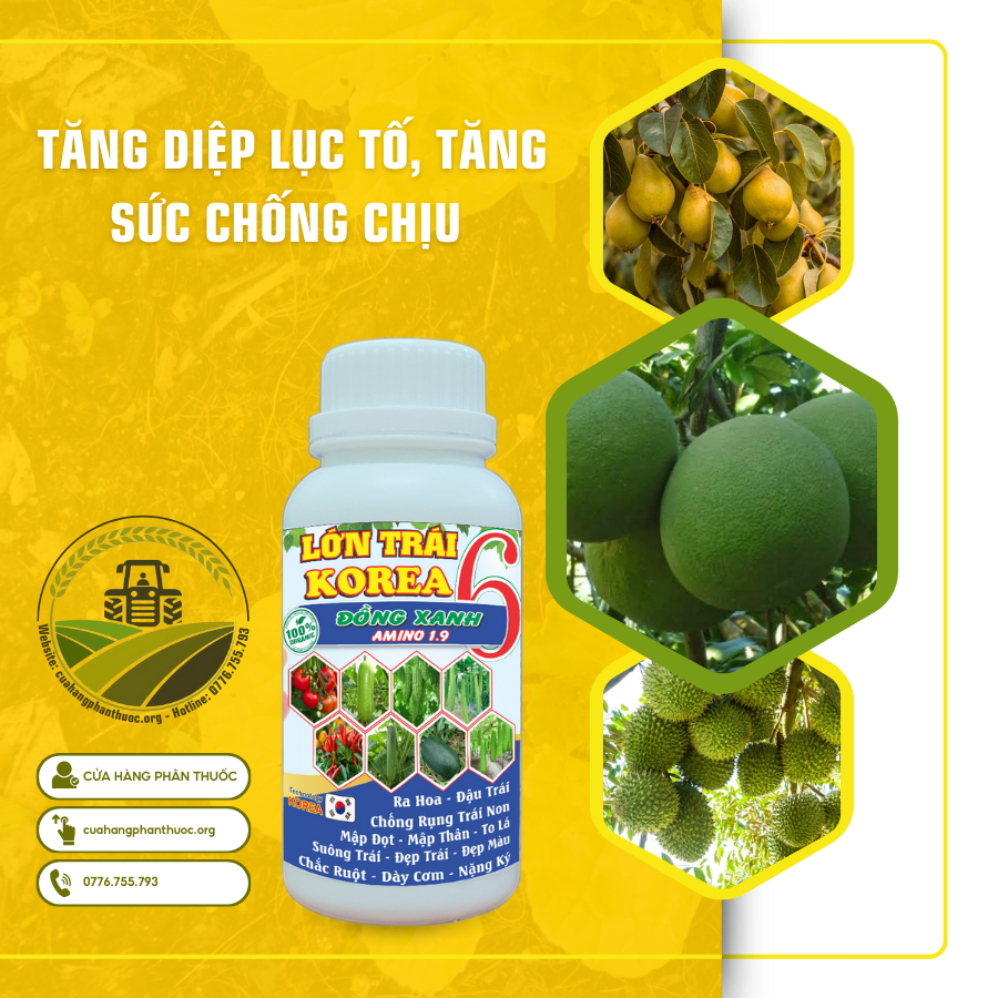 TĂNG DIỆP LỤC TỐ