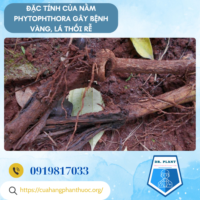 META M CMP 35WP META M CMP 35WP