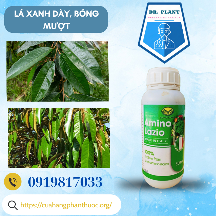 AMINO LAZIO AMINO LAZIO