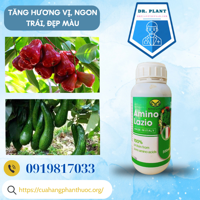 AMINO LAZIO AMINO LAZIO