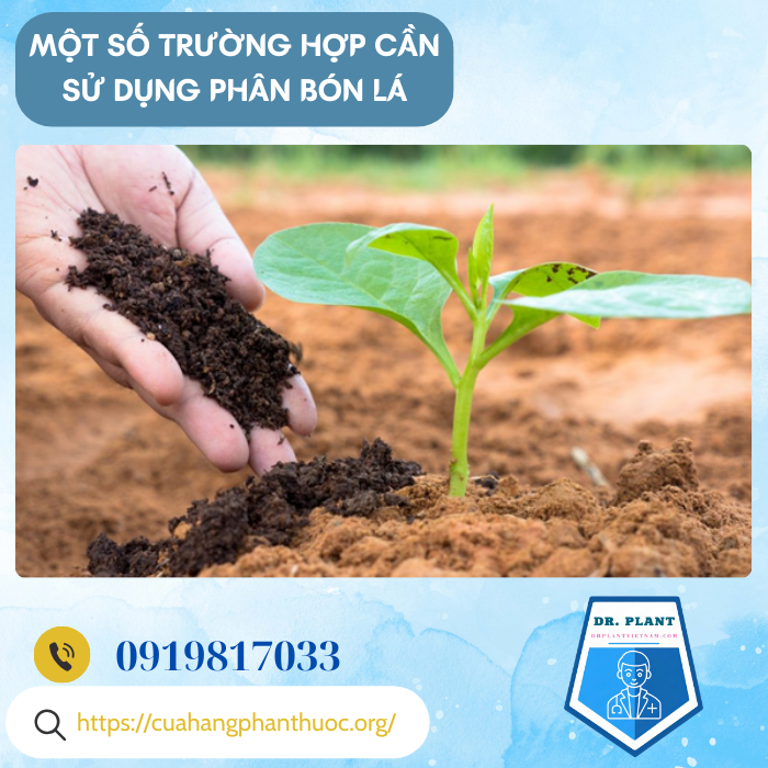 AMINO LAZIO AMINO LAZIO