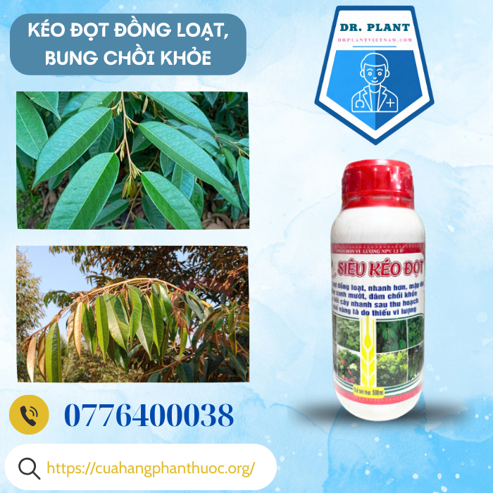 SIÊU KÉO ĐỌT SIÊU KÉO ĐỌT