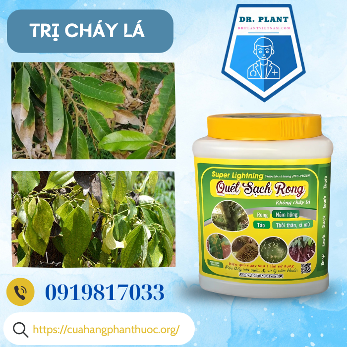 QUÉT SẠCH RONG QUÉT SẠCH RONG